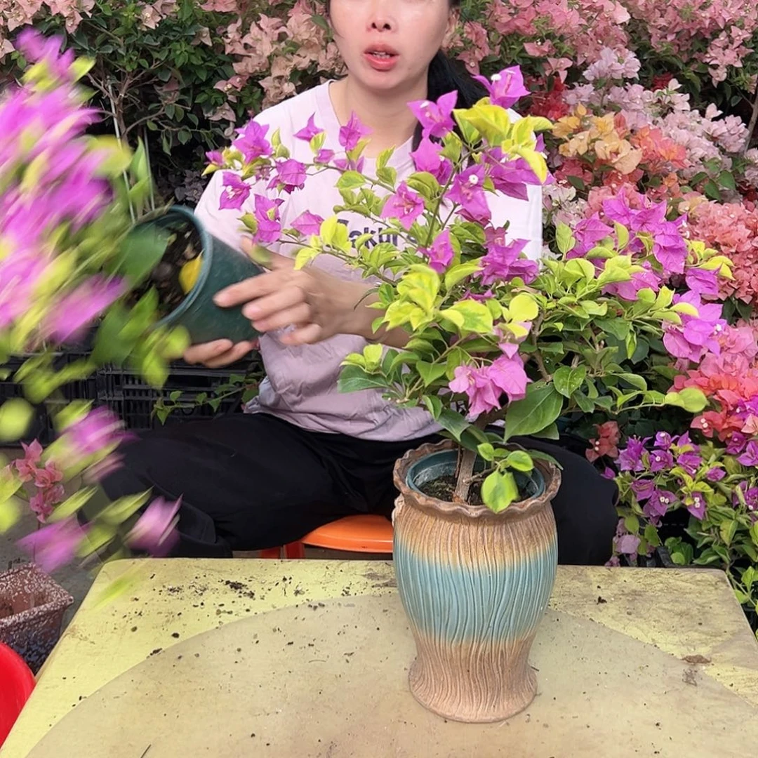 当前无花栽培后可以开花金钱豹掌中宝一棵