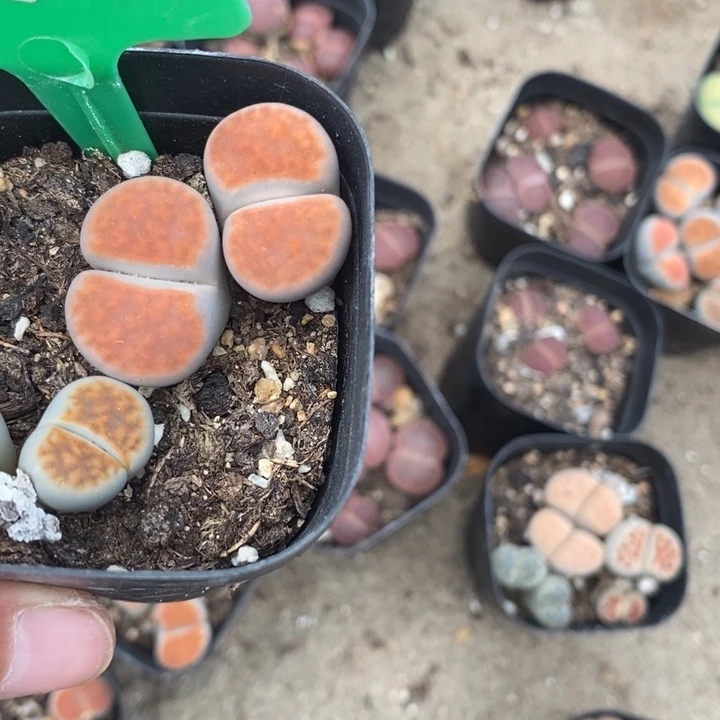 春***江生石花等植物的生长330