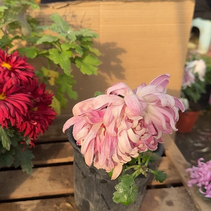 珍***姐完全开放国华秋舞台不包售后