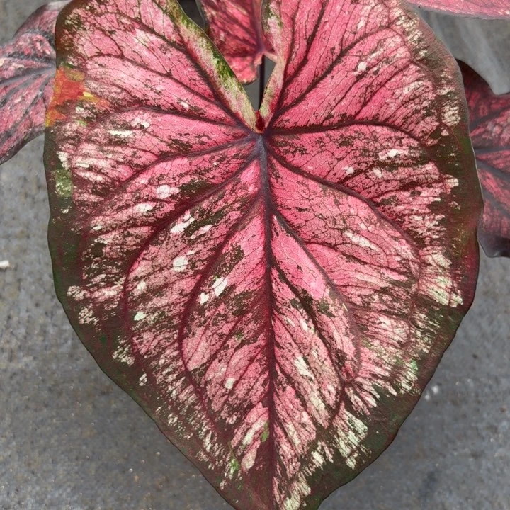 完全开放泰国彩叶芋