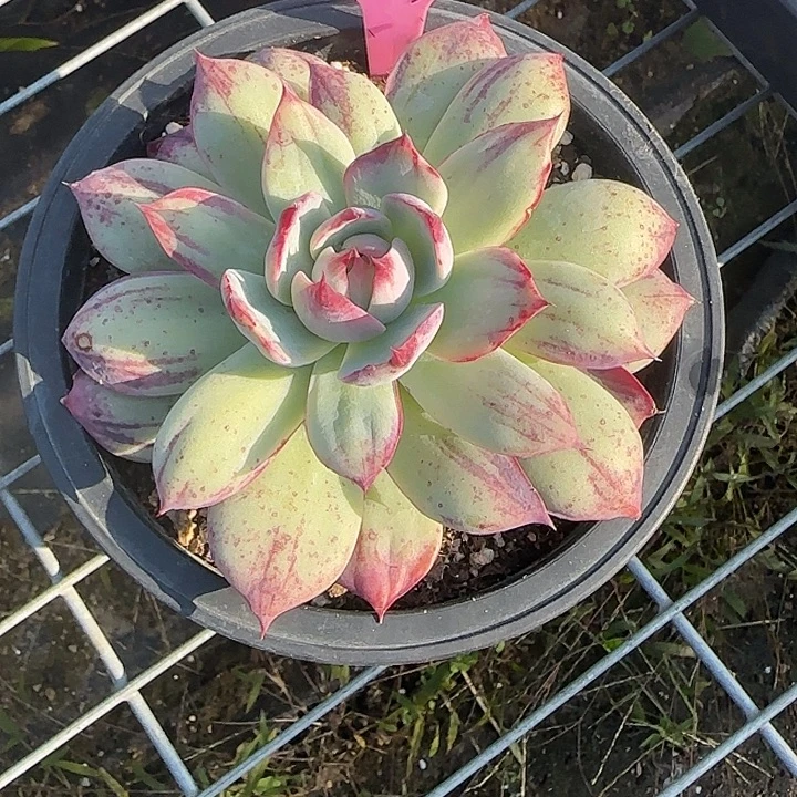 雨***莹3 惊鸿仙子多肉植物