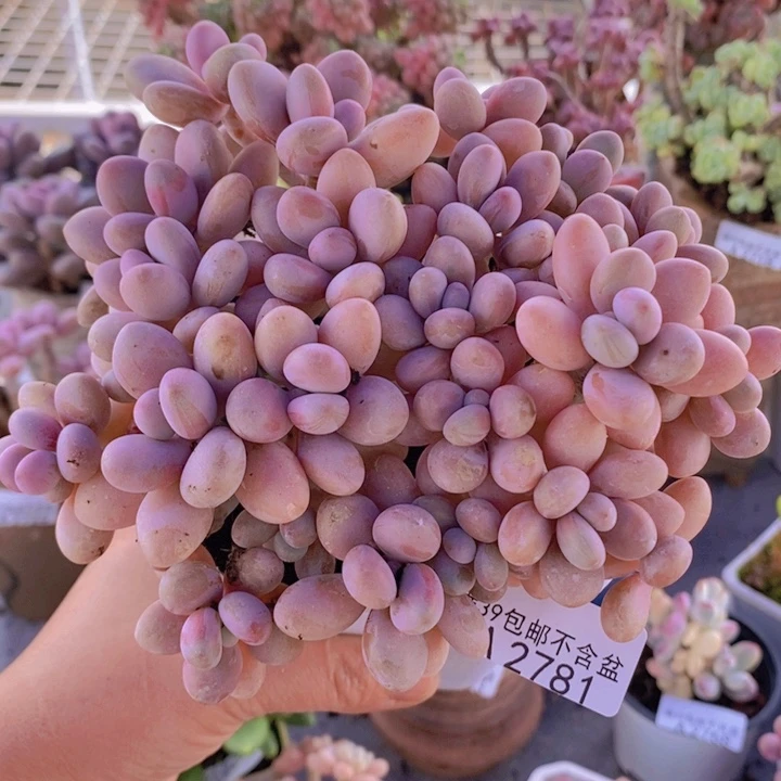 糖果桃蛋老桩有掉叶14cm1281多肉酱