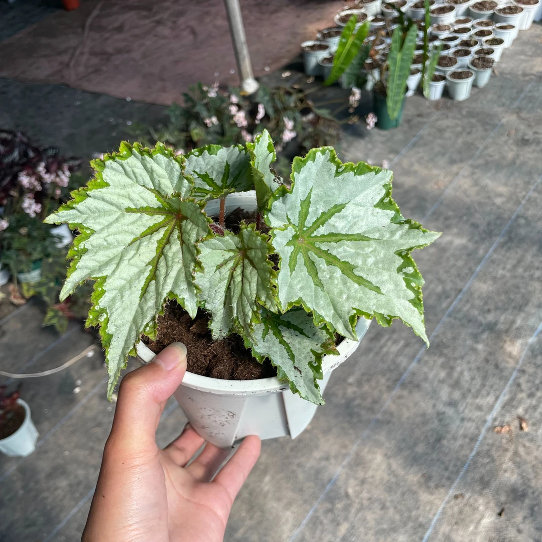 植物鸟室内观叶好养耐阴客厅办公桌蟆叶秋海棠