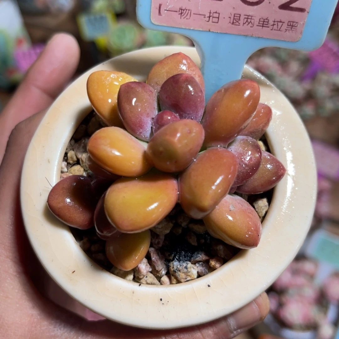 云尘多肉一物一拍不含盆1232