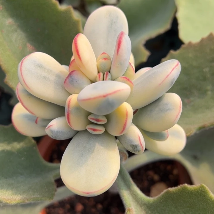 福娘锦一物一拍锦龙