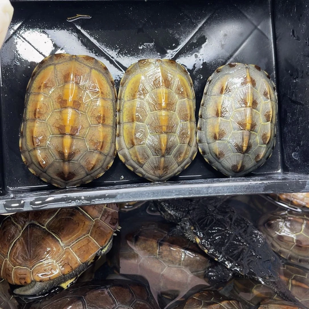 二***）中华草龟公母搭配