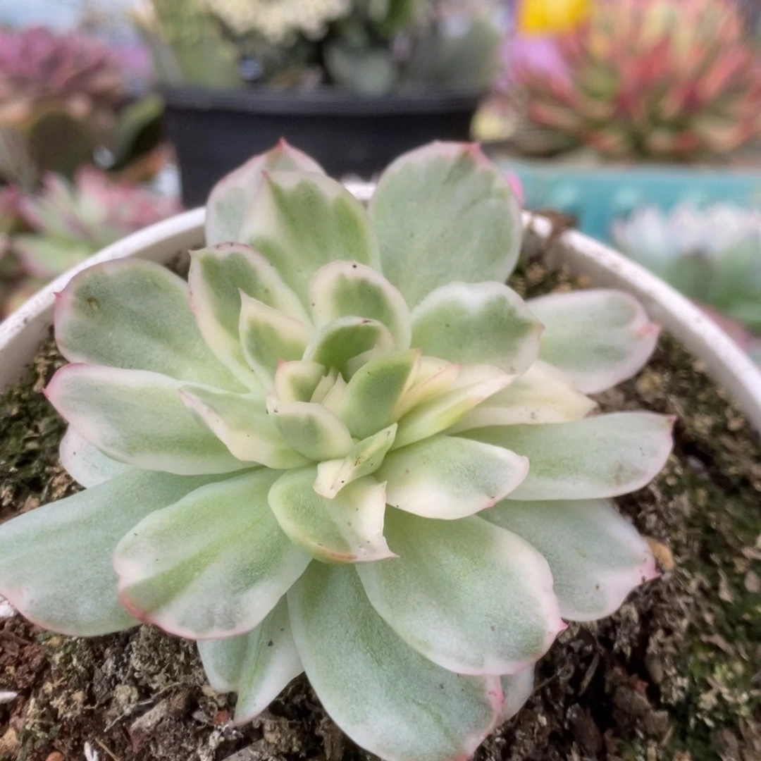 176仙影锦锦锦锦锦锦锦