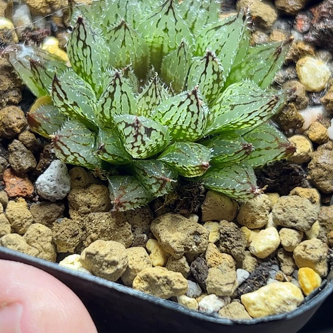 x***∧岩蓝十二卷十二卷