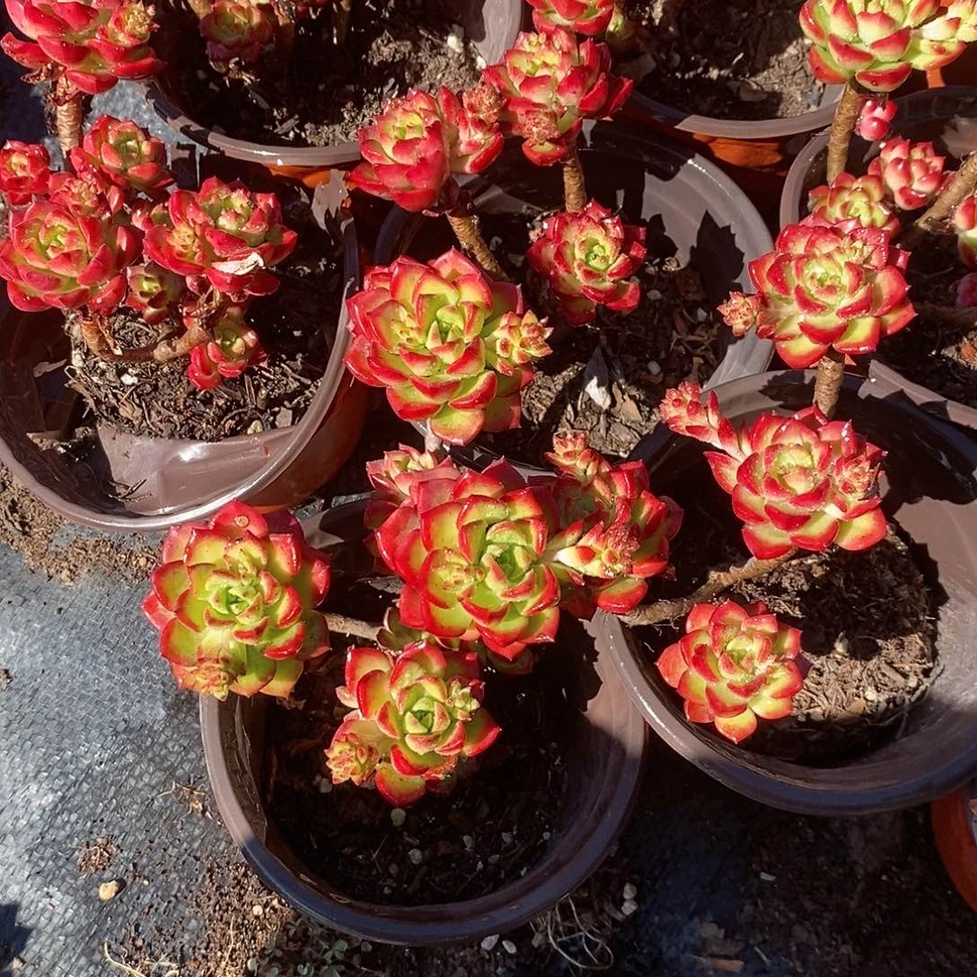 蒂亚2盆多肉植物