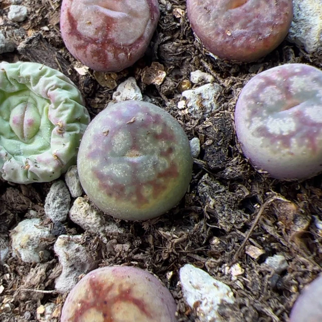 【闪购商品】太****！00000007毛杂