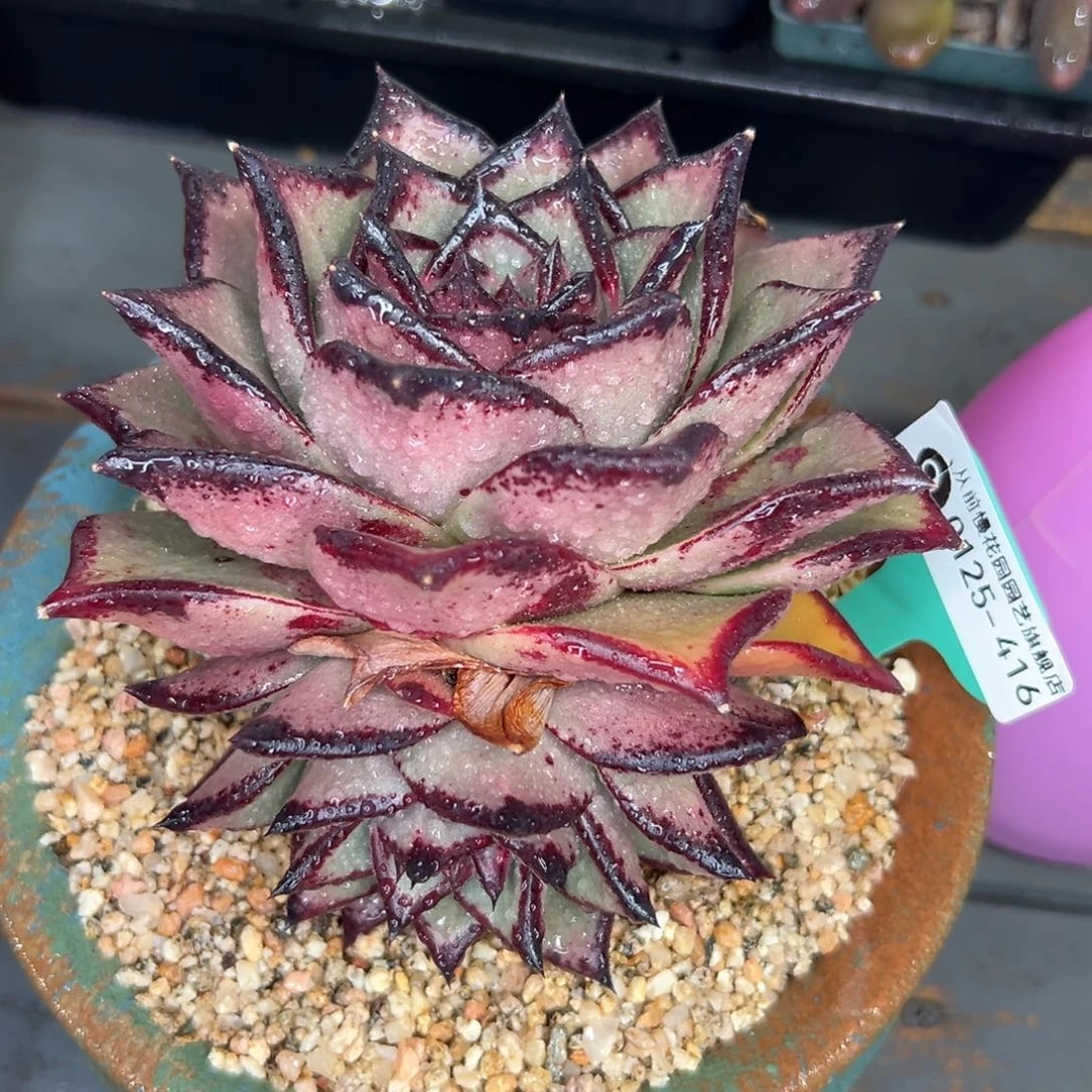 多肉一物一拍0125-416