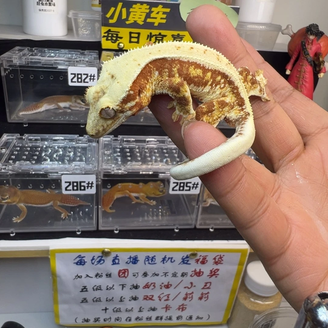 睫角守宫红底莉莉