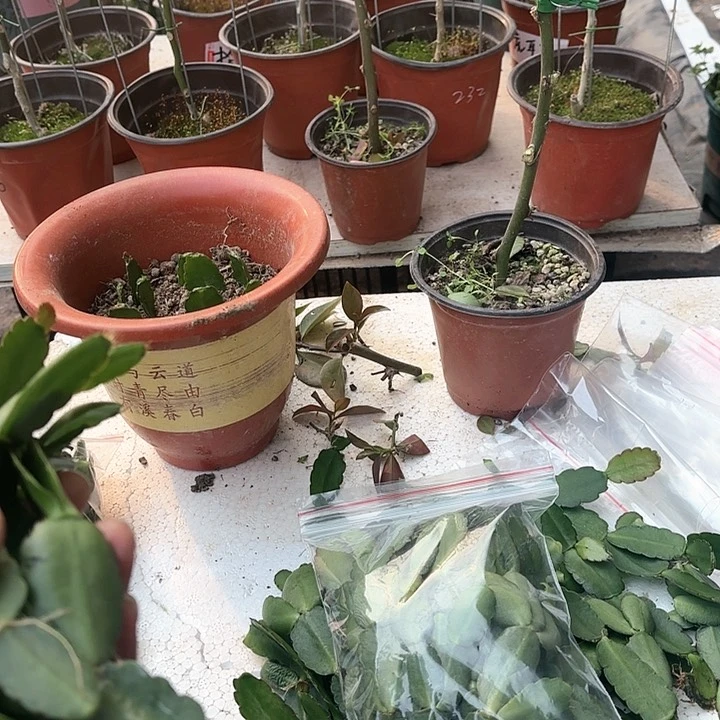 【闪购商品】白送叶片快递费无售后