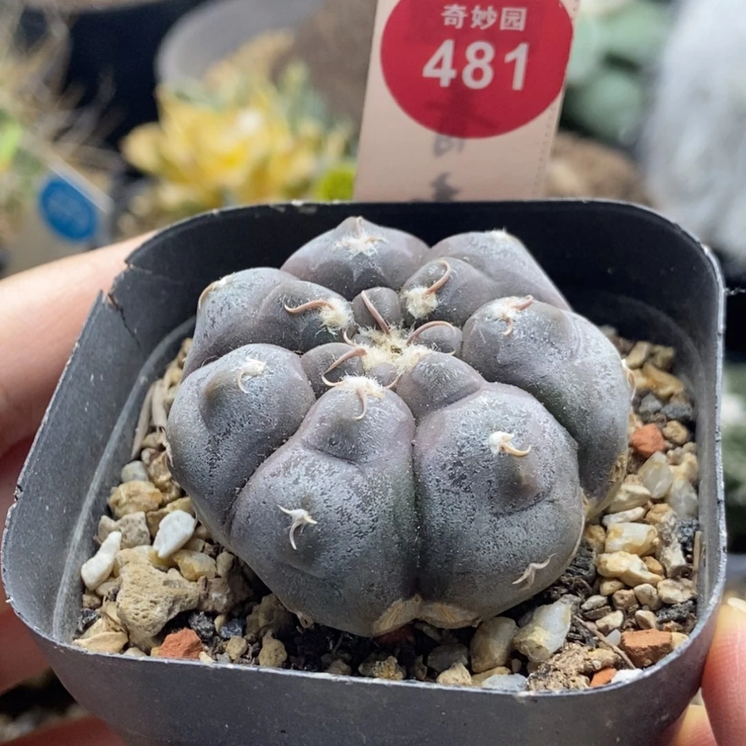 实生上腊铅皮根部有疤