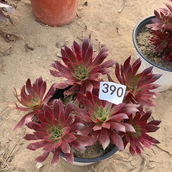 无花朵390孔雀中