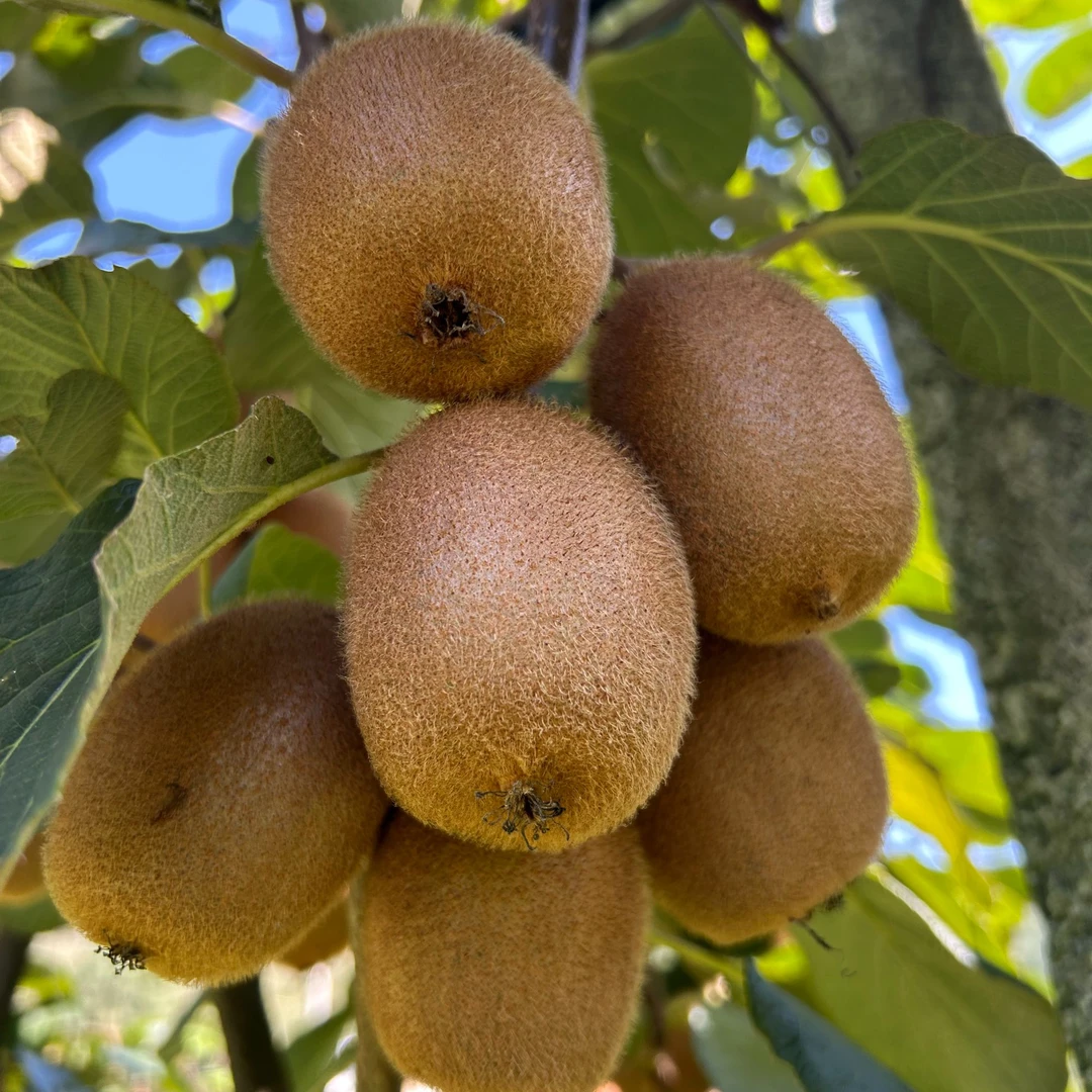 ENHONG/恩宏恩宏一号猕猴桃新鲜基地现摘个人现发，香香甜甜，汁多