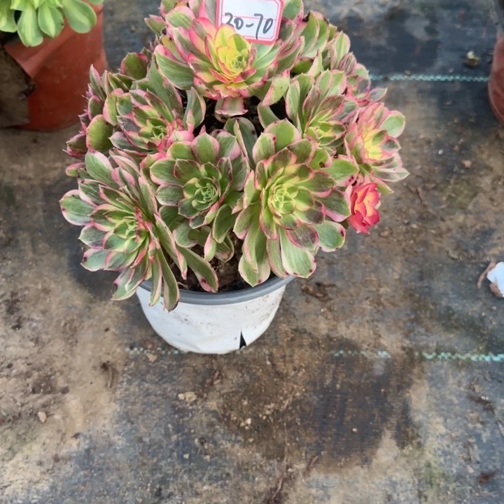 30-70海王多肉不包售后