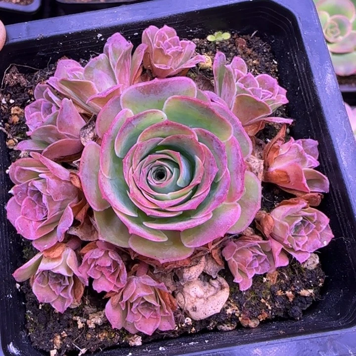 福利2983988682585558555855