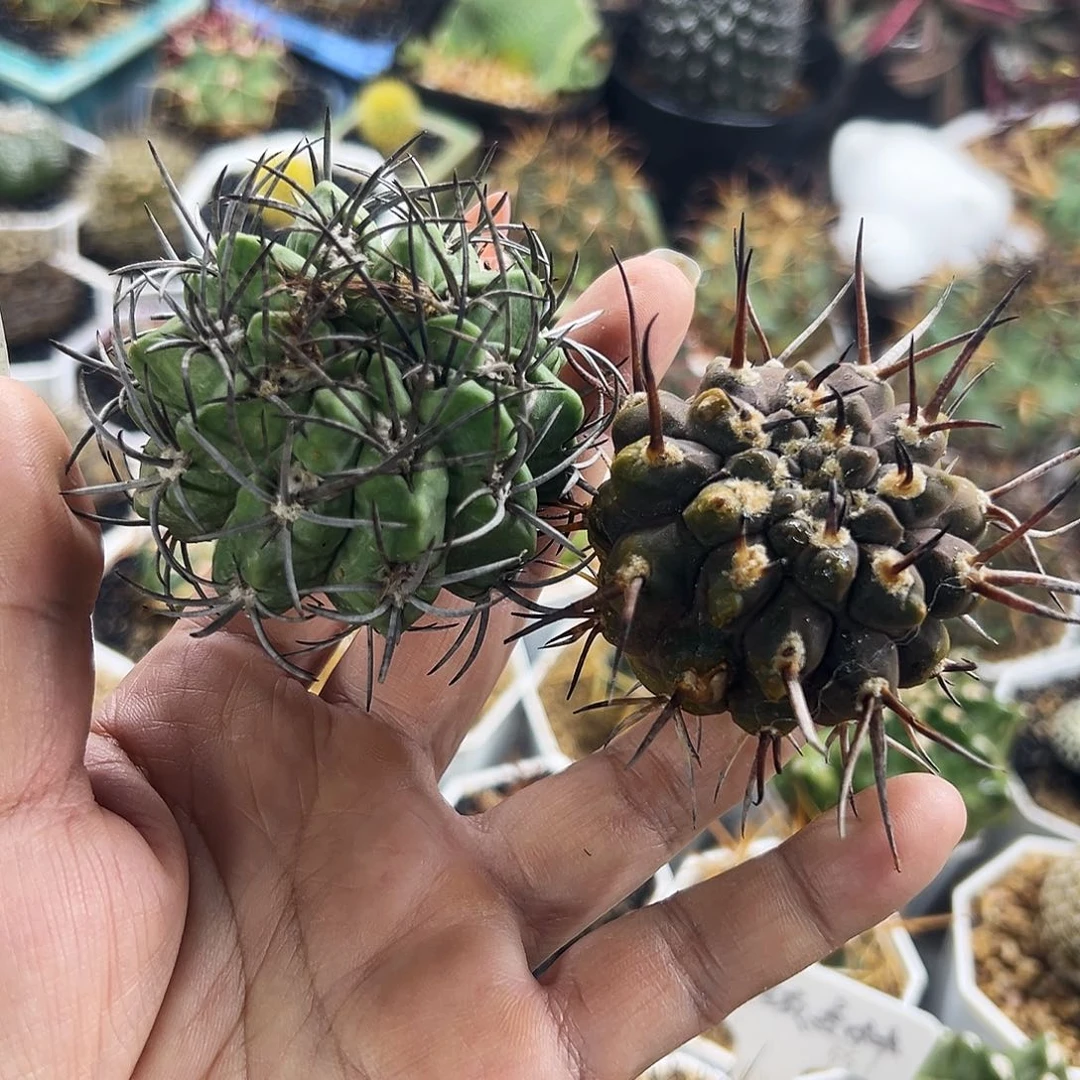 素装加武勋仙人球6666666