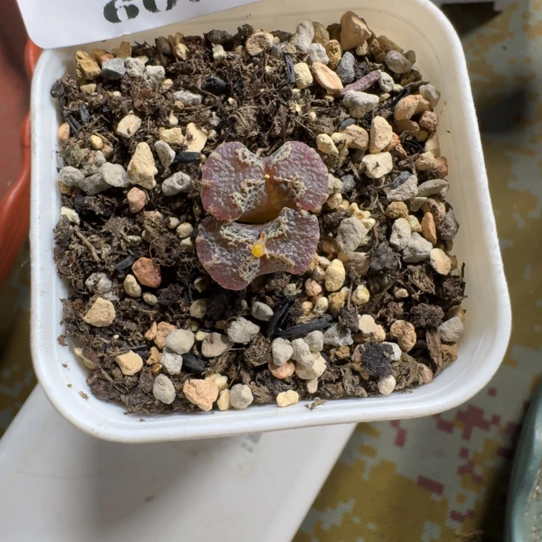 阿*600。一颗超蝶带盆土