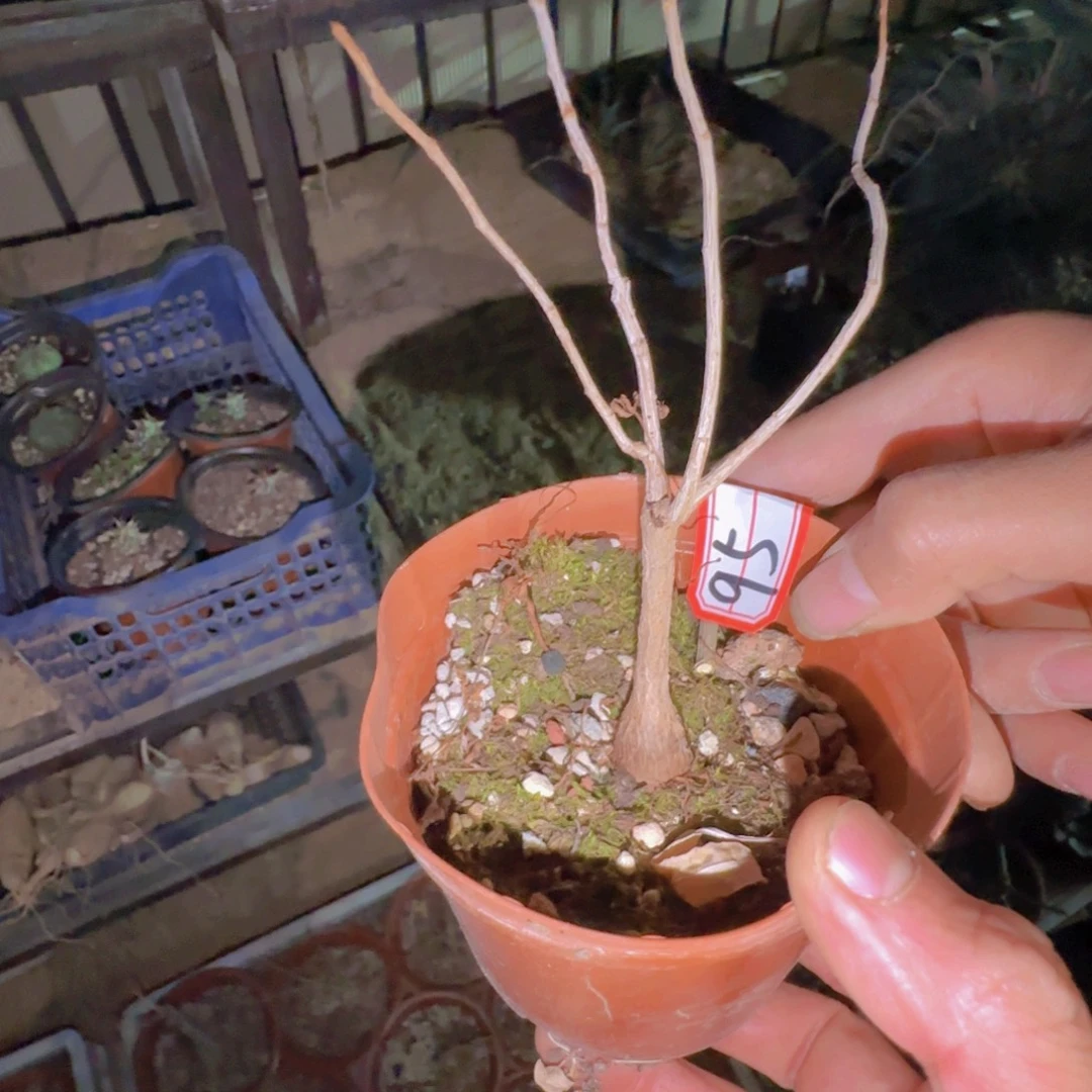 M***n块根植物块根植物
