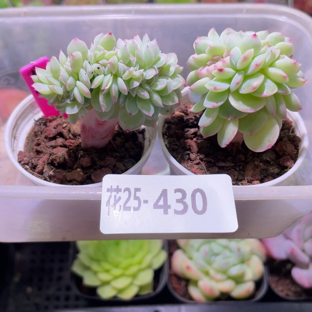 花利美25-430缀化2颗