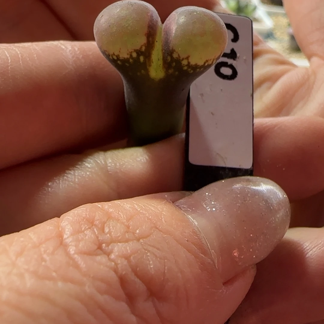 戏***人c10。  风铃玉。