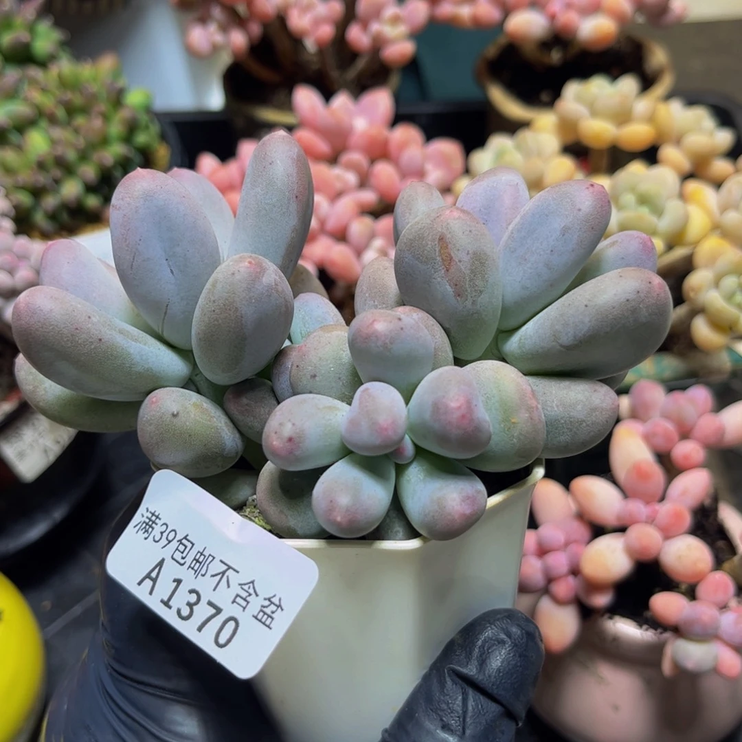 1370米可奶酪12厘米多肉