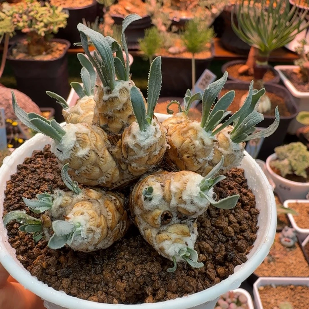 苏铁杂厚墩菊368 仙人球