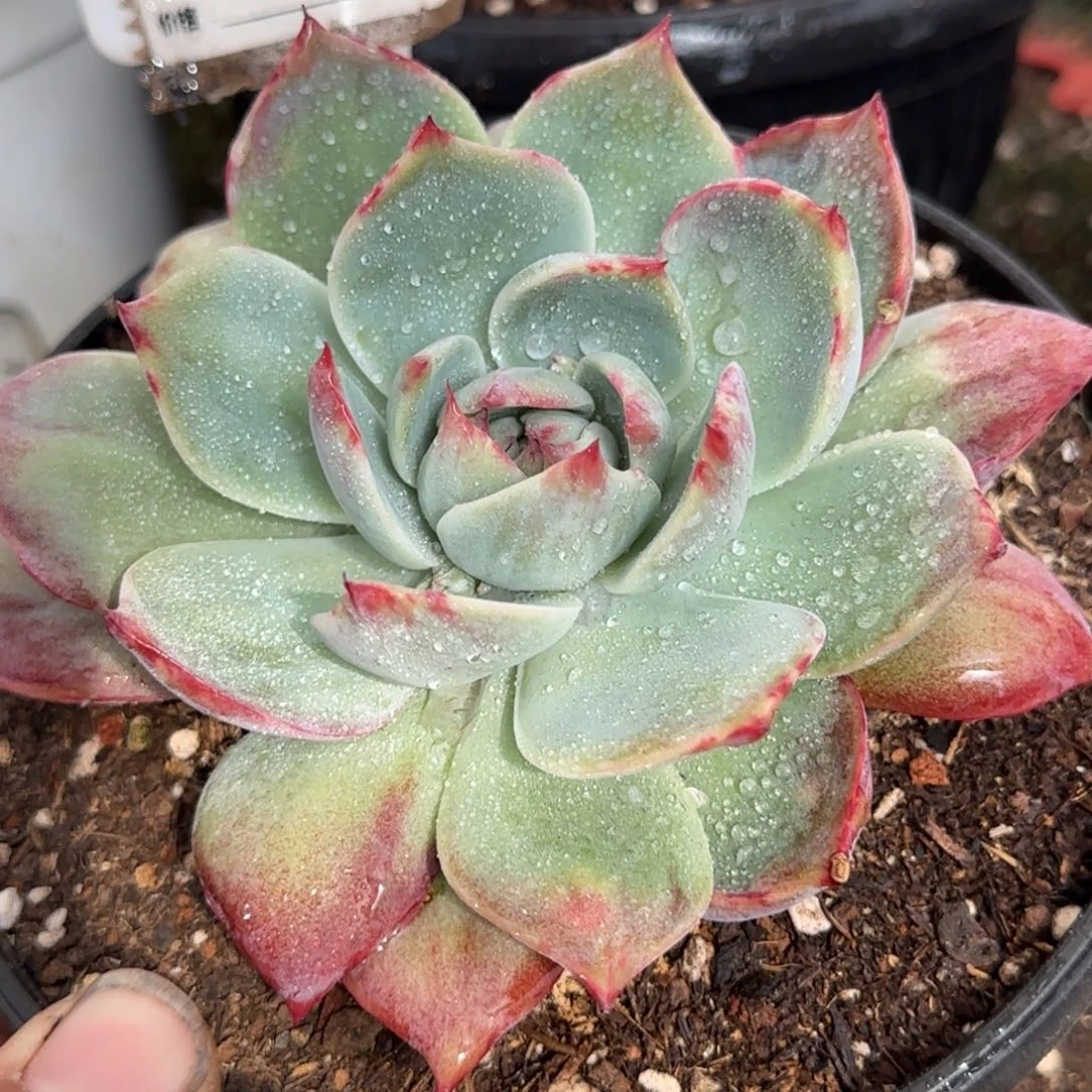 惊鸿一物一拍包装收缩花旱912