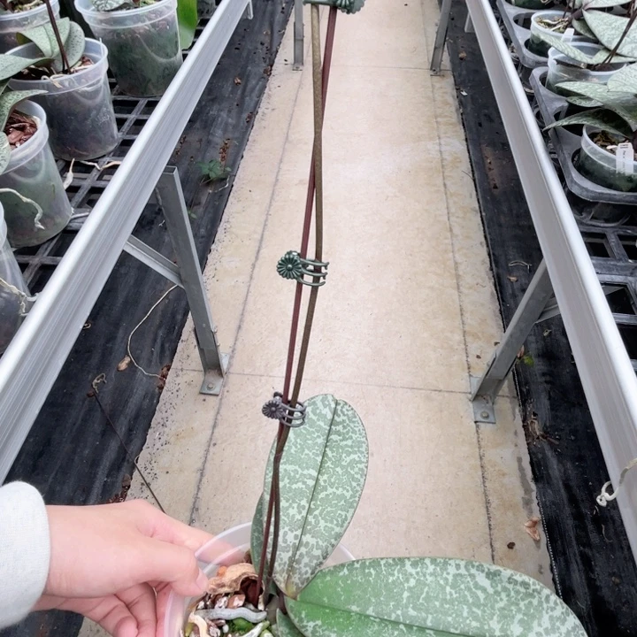 完全开放古董西雷利-1552