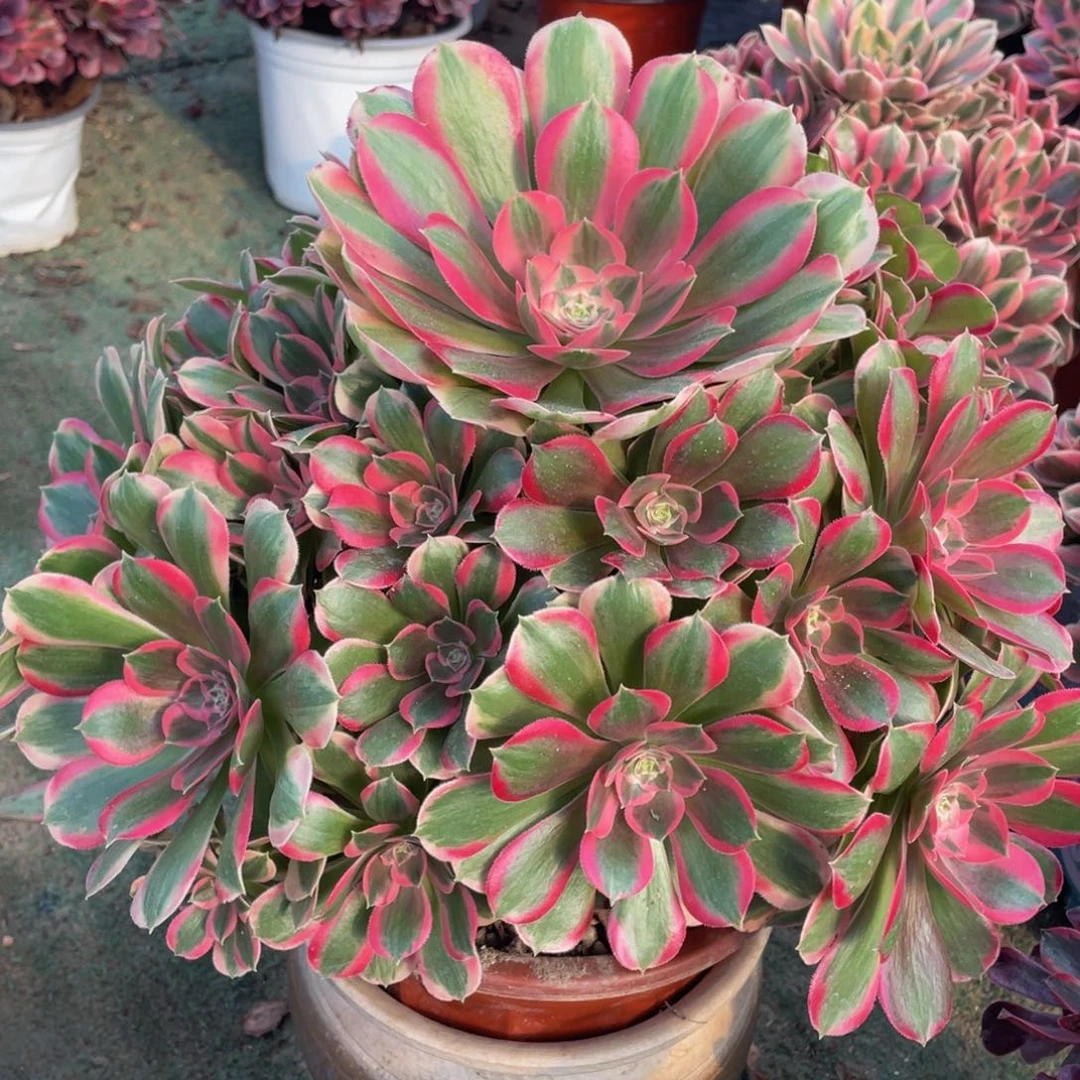 820七彩石精品法师老桩