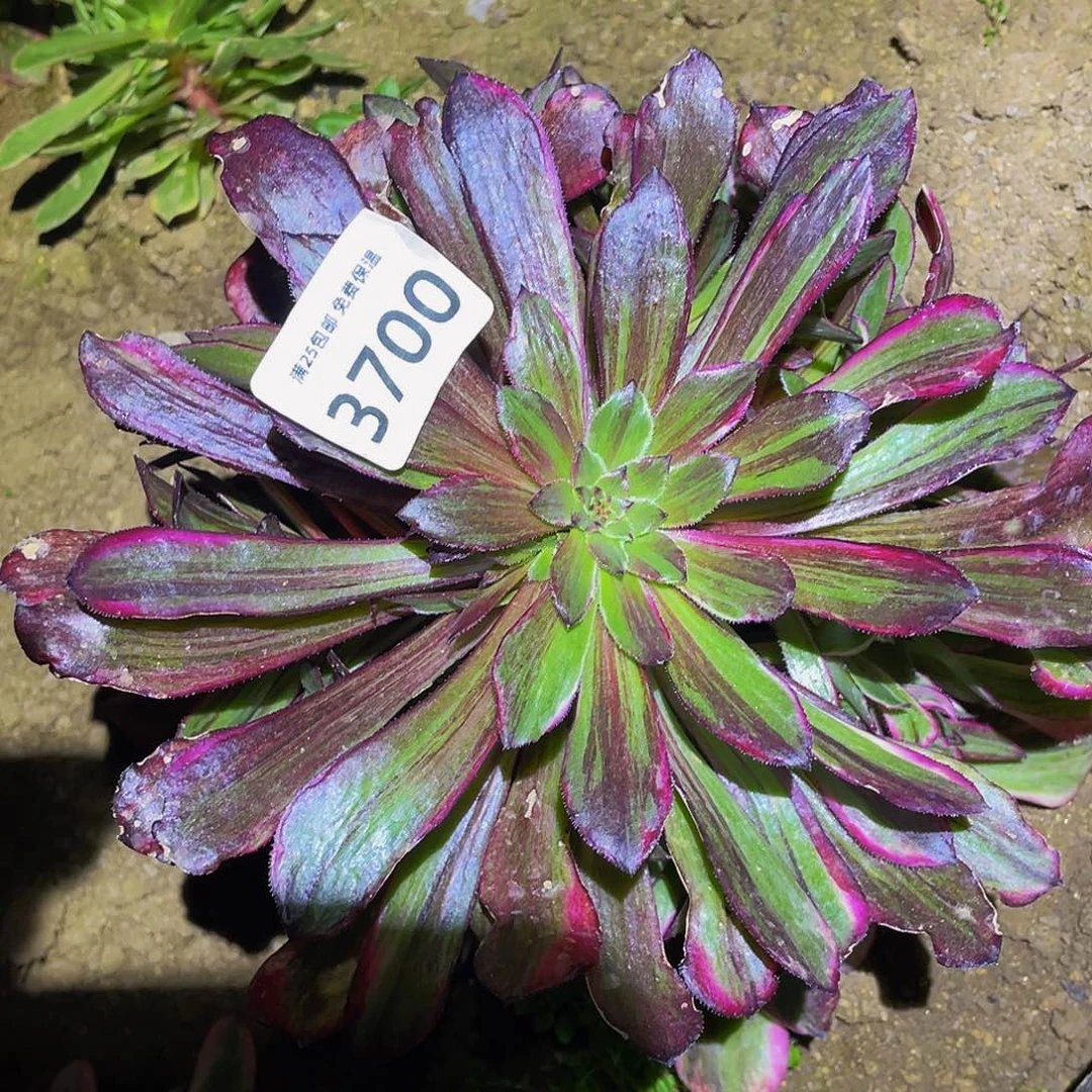 3700同花顺多肉植物