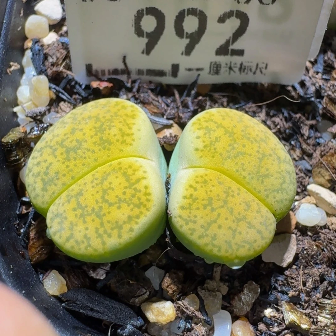 Ssss好便宜好便宜992