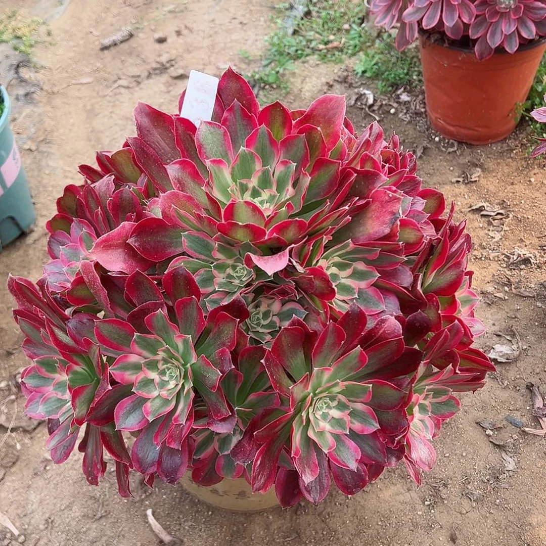 紫砂茶宠叶罗刹老桩536