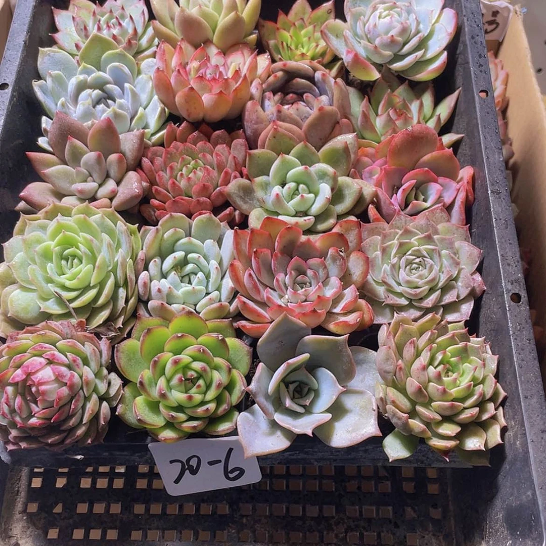 【闪购商品】20颗-6