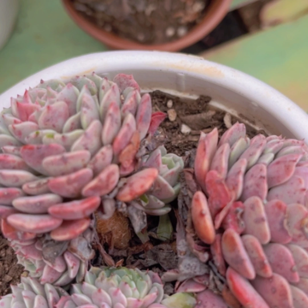 【闪购商品】纸风车0498