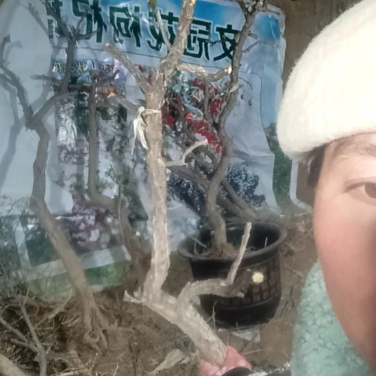 灰***K完全开放枸杞树一颗