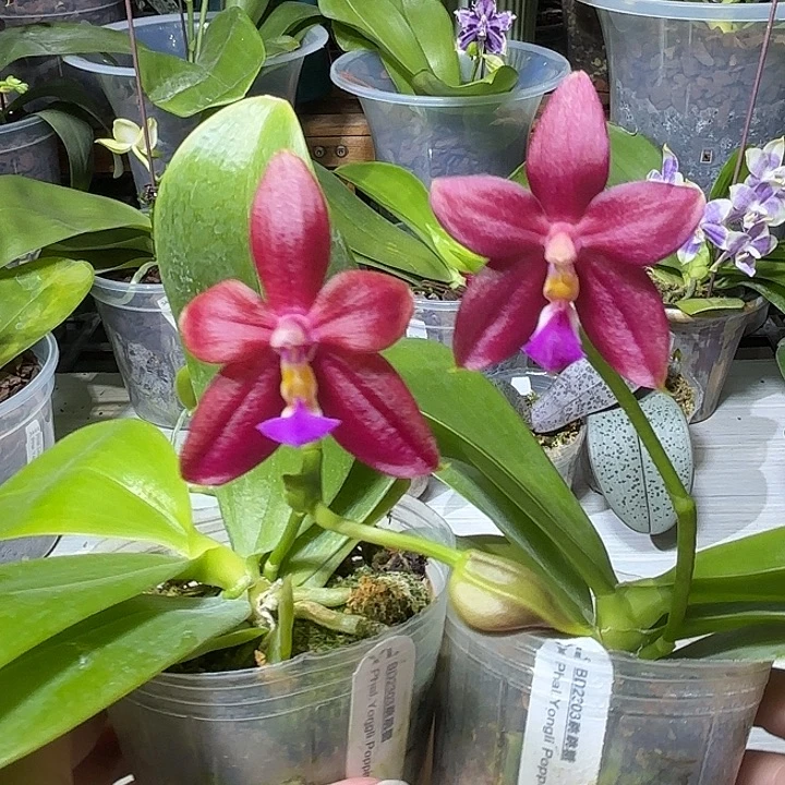 大部分开放少量花苞跳跳糖