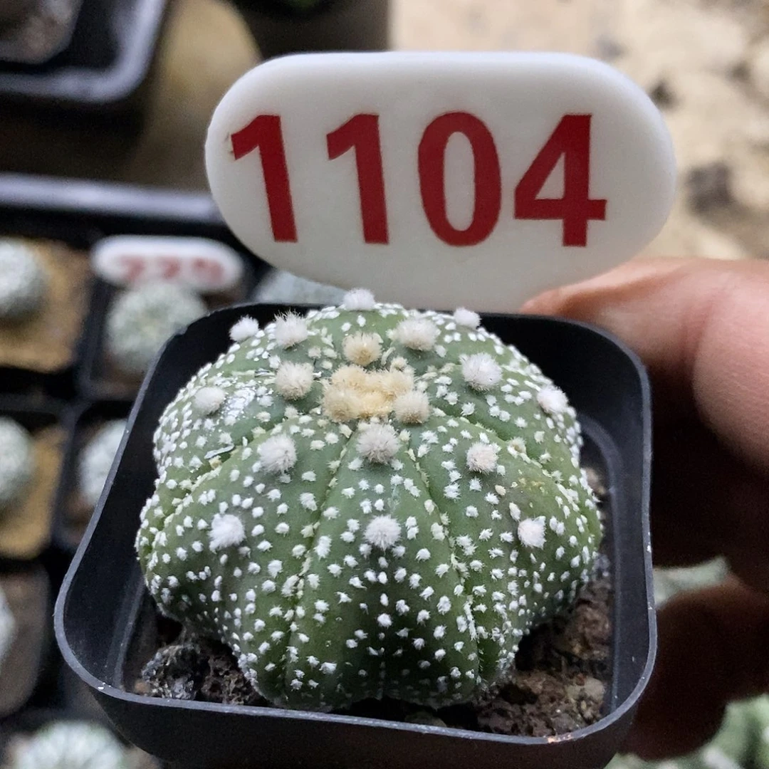 1104福利特价咯泰奇海星