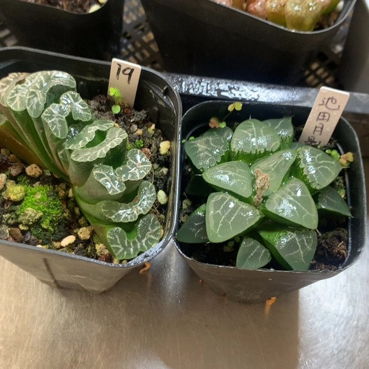 池田月影+玉扇一物一拍