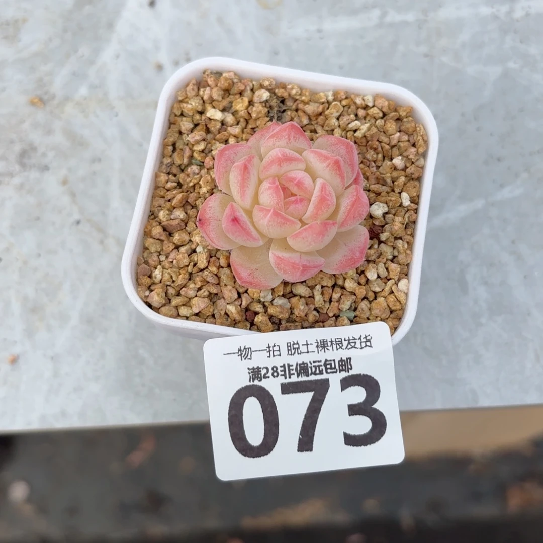 美梦单头无盆土发货