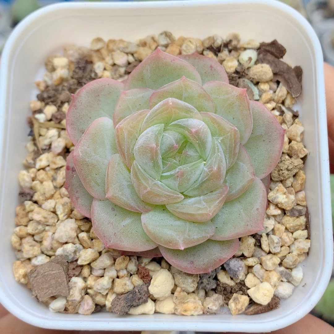 58包邮 群生不包整78