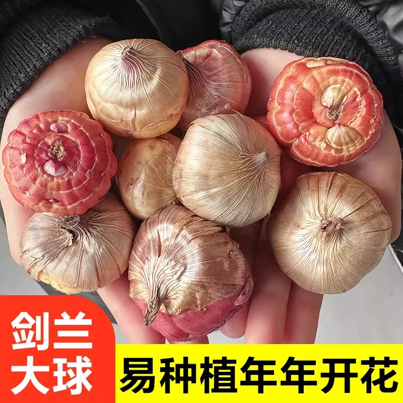 剑兰种球多年花卉盆栽十三太保唐菖蒲四季室外庭院易种植物球根