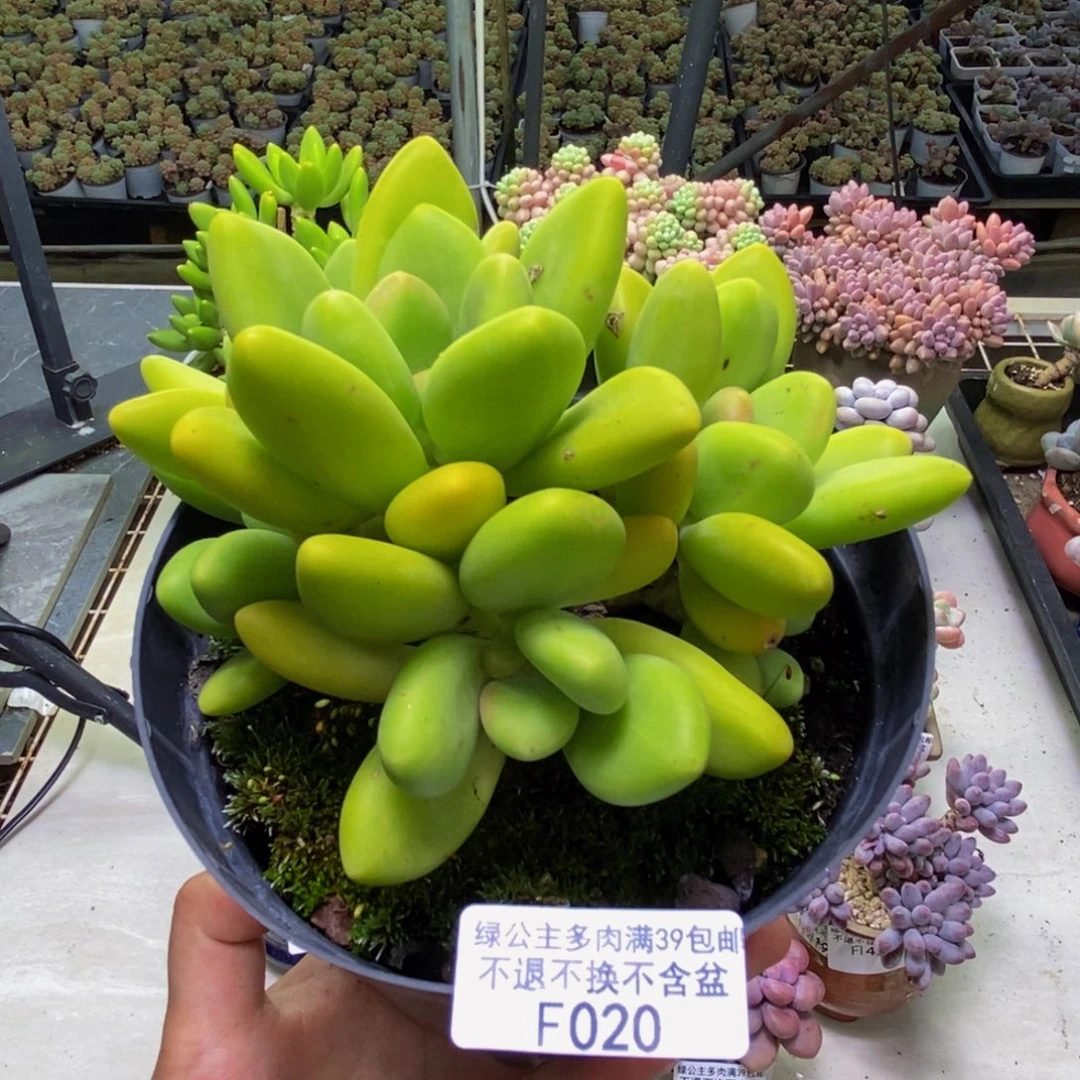 020金蟾芒果奶多肉10cm
