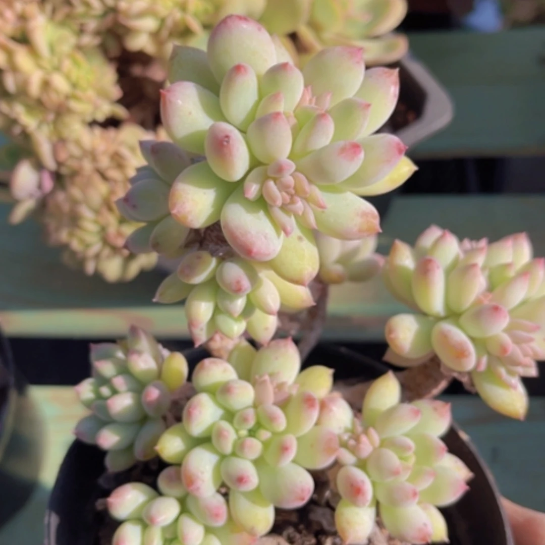 【闪购商品】明珠18169