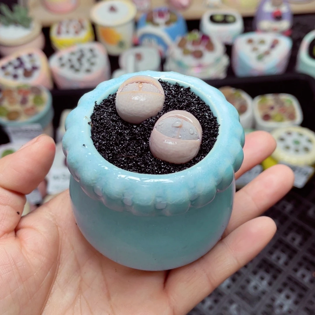 w5622 -零下地区拍保温箱-15支持寄养