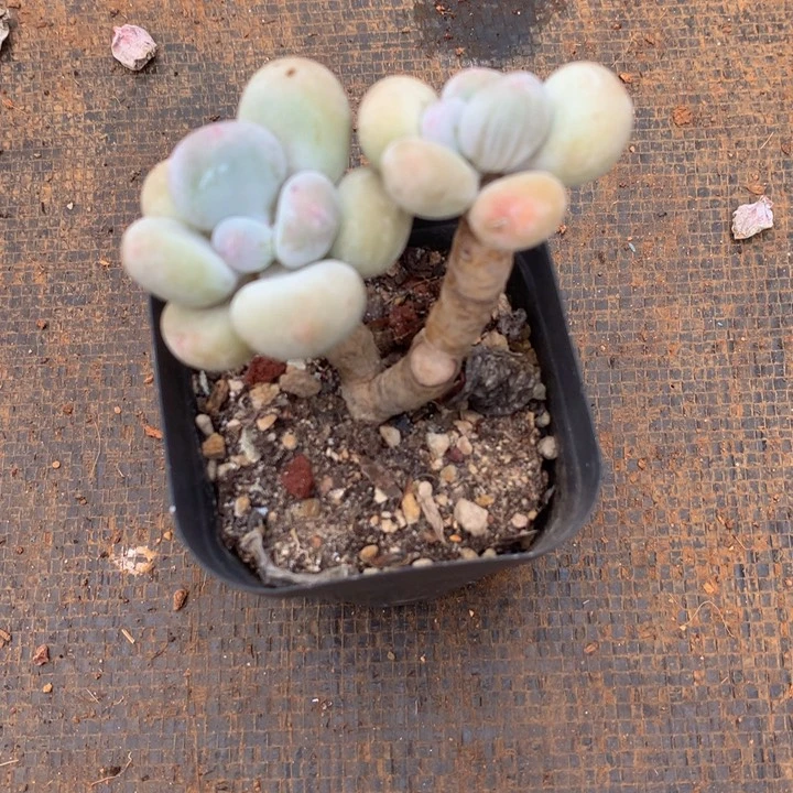 老桩奶洛一物一拍