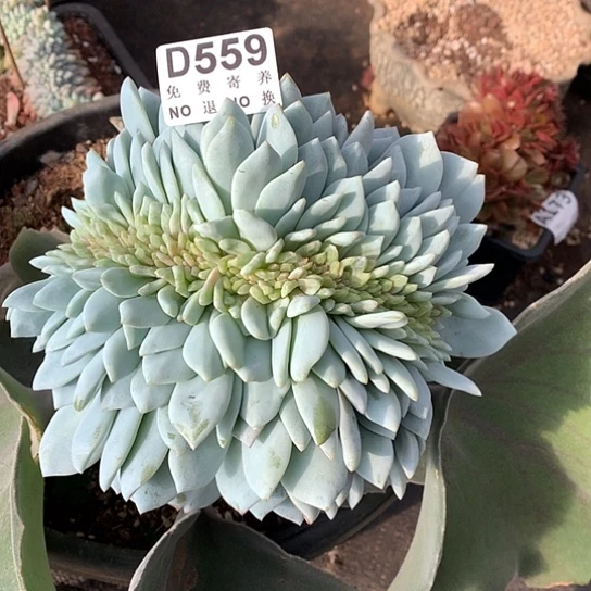 嫦娥缀化559砍下来发 亏本处理退款拉黑7–8天发货