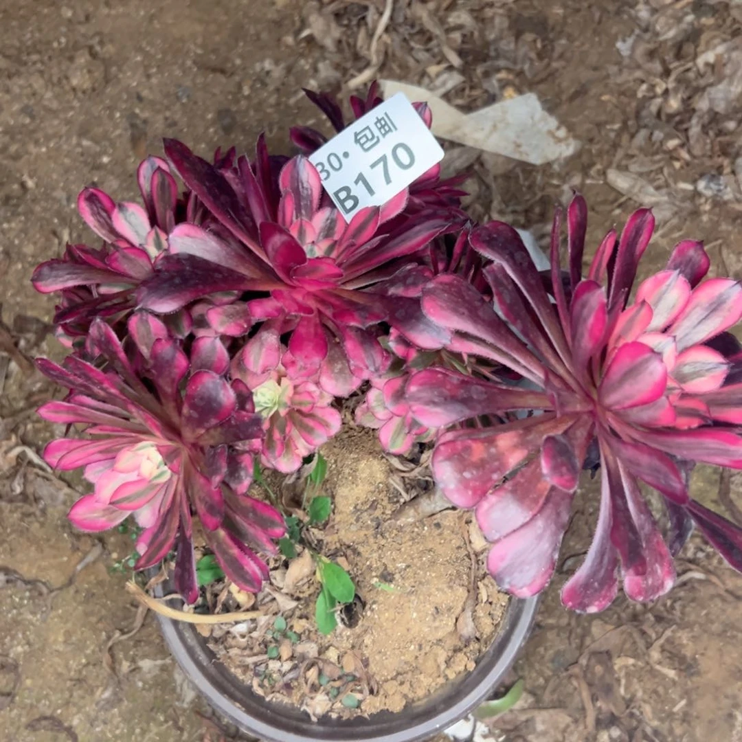 170 处理多肉不包断枝